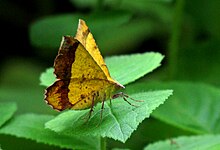 Hyperythra lutea (Stoll, 1781.) .jpg