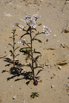 Bitter candytuft