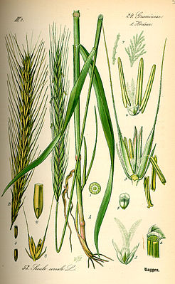 Rye (Secale cereale), illustration