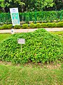 Indian Botany Garden Images Used For Studies Purpose Of Different Plants In Mumbai University