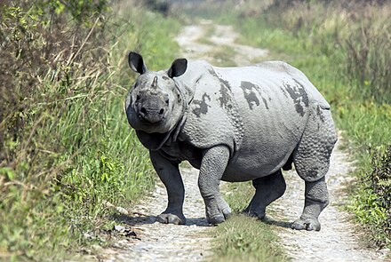 Javan. Indian Rhinoceros. Гималайский носорог. Носорог jpeg. Самый маленький носорог в мире.