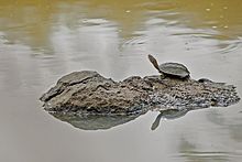 In Nagarhole National Park Indian pond terrapin @ Kabini.jpg