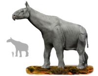 Paraceratherium