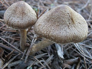 <i>Inosperma bongardii</i> Species of fungus