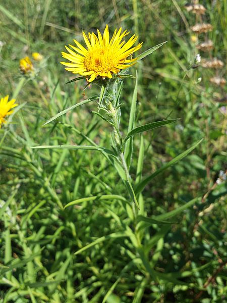 File:Inula ensifolia sl7.jpg