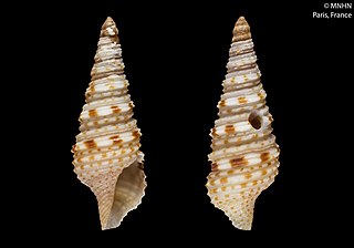 <i>Iotyrris musivum</i> Species of gastropod