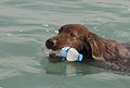 * Nomination Irish setter dog swimming. Adana, Turkey. --Zcebeci 06:44, 31 October 2016 (UTC) * Promotion  Support Good quality. --XRay 07:10, 31 October 2016 (UTC)