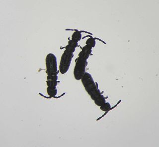 Glacier flea Species of springtail