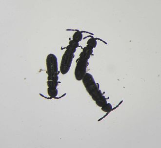 Glacier fleas are a prey item found on snow fields IsotomaTiefenbach.jpg