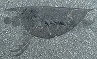 버지스 셰일에서 출토한 화석 표본(I. acutangulus)