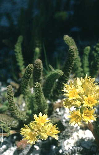 <i>Potentilla gordonii</i> Species of flowering plant