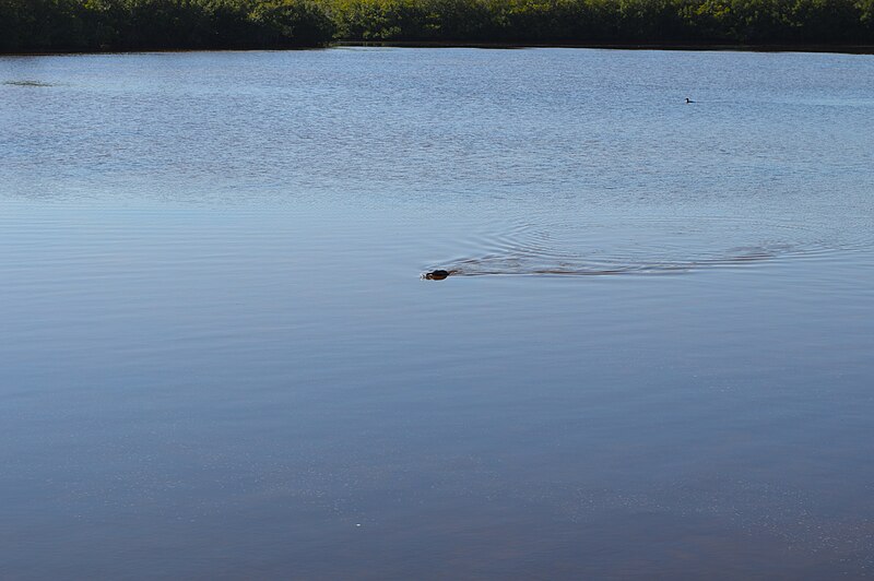 File:J. N. "Ding" Darling National Wildlife Refuge - 11.jpg