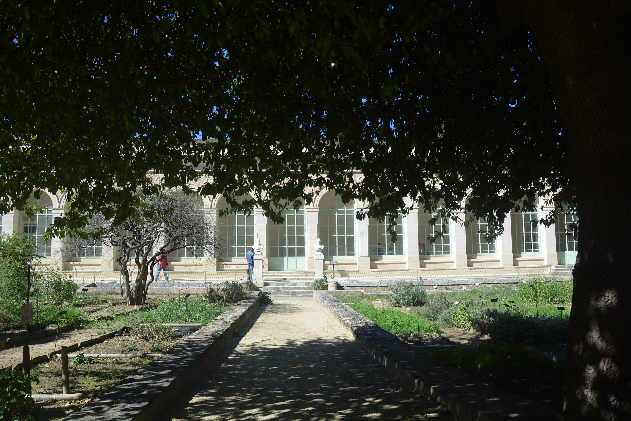 Jardin des plantes de Montpellier - Wikipedia