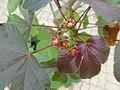 Jatropha gossypiifolia at Queen Sirikit Botanic Garden - Chiang Mai 2013 2598.jpg