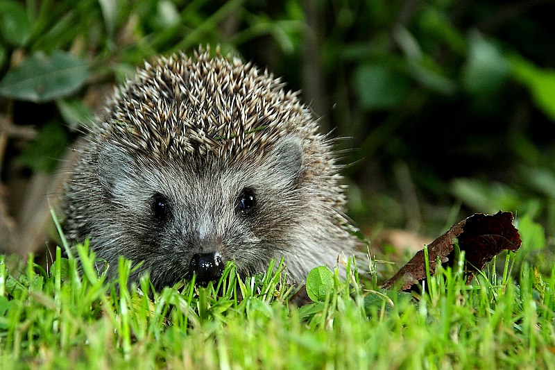 File:Jež Hedgehog 1.JPG