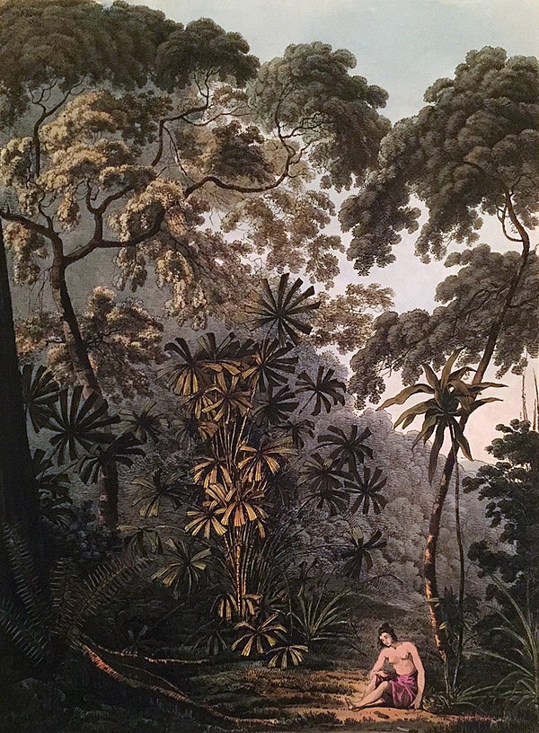 Large fan palm in the island; illustration by John Webber (1751–1793)