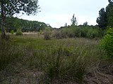 Català: Jonqueres de la rerapineda de Gavà III (Baix Llobregat) (Gavà). Aiguamolls i criptoaiguamolls. This is a a photo of a wetland in Catalonia, Spain, with id: IZHC-08001115 Object location 41° 16′ 22.08″ N, 2° 00′ 26.64″ E  View all coordinates using: OpenStreetMap