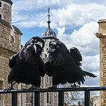 Jubilee y Munin, cuervos de la Torre de Londres