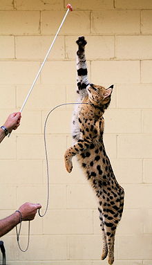 Le saut du serval lui permet d'attraper des proies en hauteur.