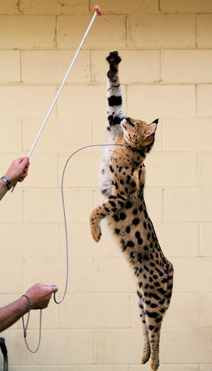 Jumping Serval.jpg