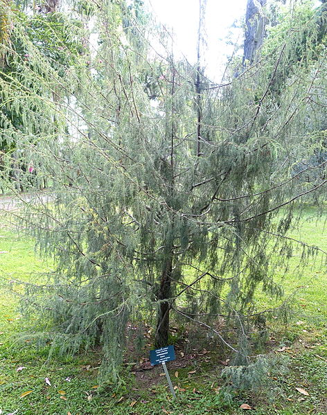 File:Juniperus cedrus - Jardim Botânico Tropical - Lisbon, Portugal - DSC06594.JPG