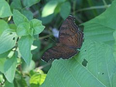 Junonia hedonia, schwarzbraune Form