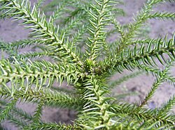 Araucaria: Distribución, Descripción, Especies