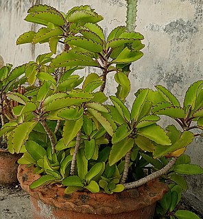 <i>Kalanchoe pinnata</i> Succulent plant native to Madagascar