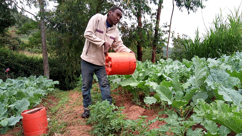 File:Kale growing.jpg