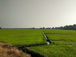 Kandankary paddy cultivation.jpg