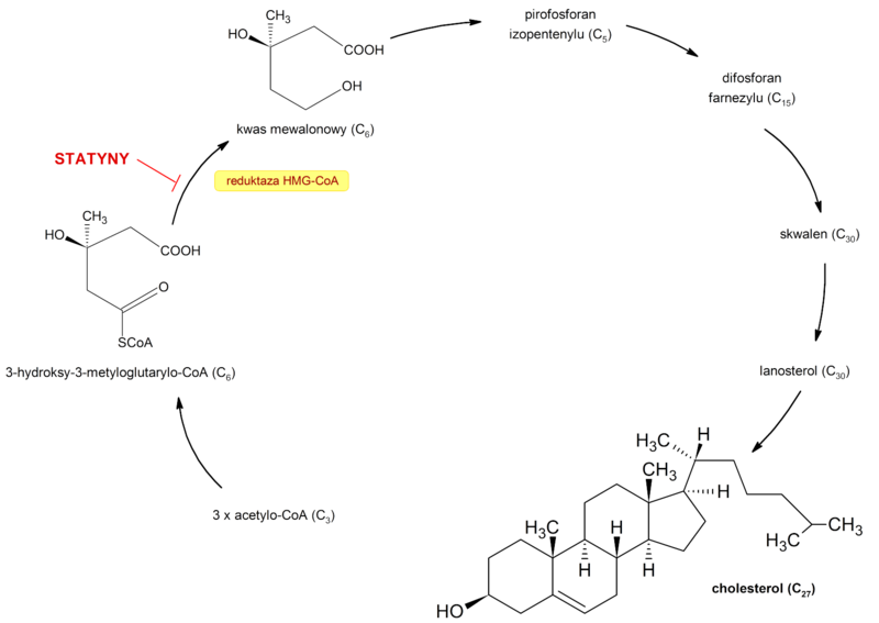 File:Kaskada biosyntezy cholesterolu statyny 02.png