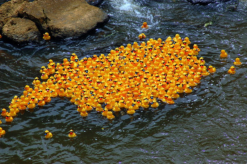 File:Ken-Ducky Derby 2009, lot of ducks.jpg