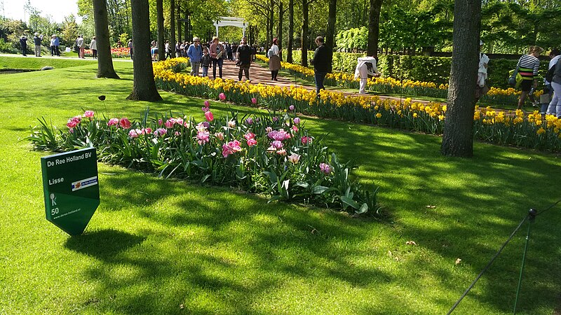 File:Keukenhof, Lisse (04-05-2018) 31.jpg