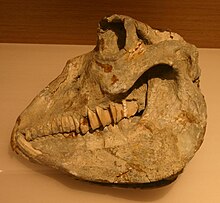 Khakhetian hyrax skull.JPG