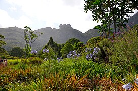 Kirstenbosch se uitkyk na die weste