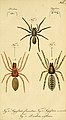 Auszug aus Die Arachniden. Erster Band. von C. W. Hahn (1831)