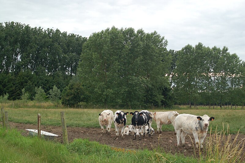 File:Koeien bij Kattemeuterbos Humbeek.JPG