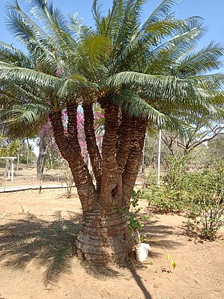 <i>Cycas indica</i> Species of cycad