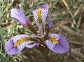 Iris unguicularis