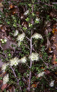 <i>Kunzea badjaensis</i>