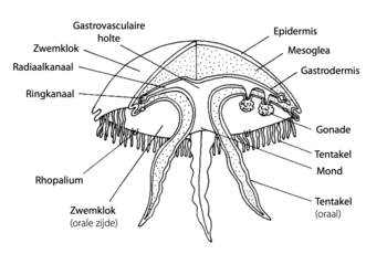 Schematische tekening van een kwal (Scyphozoa, Aurelia), met anatomische onderdelen aangegeven.