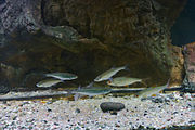 Акваріум з рибою, виловленою у Дніпрі