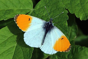 ♂ Orange tip Anthocharis cardamines France