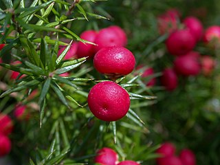 <i>Leptecophylla oxycedrus</i> Australian shrub