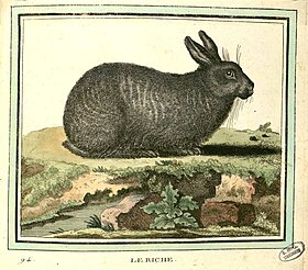 Représentation d'un lapin riche.