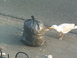 Zilvermeeuw: Kenmerken, Voeding, Voortplanting