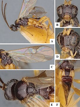 Lathrapanteles papaipemae