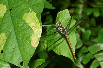 Asiatic Blood Tail Lathrecista asiatica young male