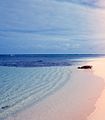 Mönchsrobbe am Strand der Insel