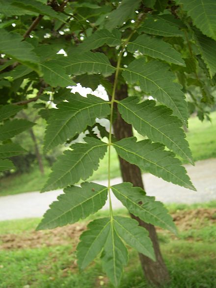 Leaf of var. paniculata